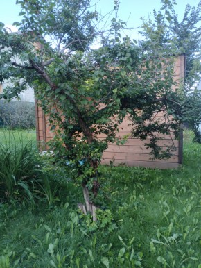 Коллективный сад номер 7, участок 58 в Качканаре - kachkanar.yutvil.ru - фото 28