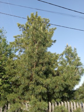 ул. Полынная,29 в Качканаре - kachkanar.yutvil.ru - фото 18